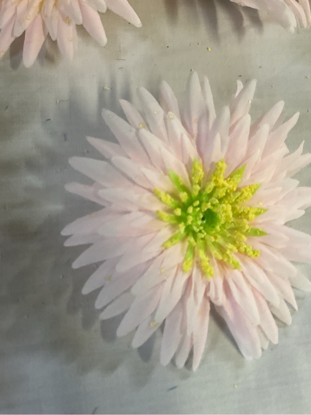 Light Pink 5” Daisy with yellow centers, (48) total flower heads only.